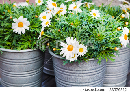 Beautiful fresh daisies in bucket for flower decoration Beautiful fresh daisies in bucket for flower decoration 88576812