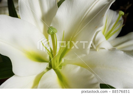 Fukaya lily white lily lily LA lily 88576851