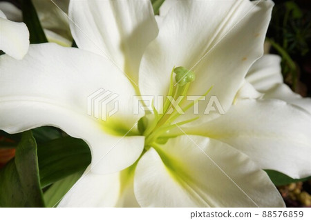 Fukaya lily white lily lily LA lily 88576859