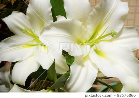 Fukaya lily white lily lily LA lily 88576860