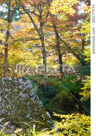 Takatori Castle Ruins in Autumn / Autumn Leaves (Takatori Town, Takaichi District, Nara Prefecture) 88577033
