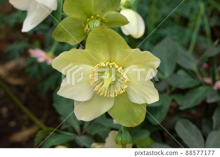 Christmas rose helebols Christmas rose helebols 88577177