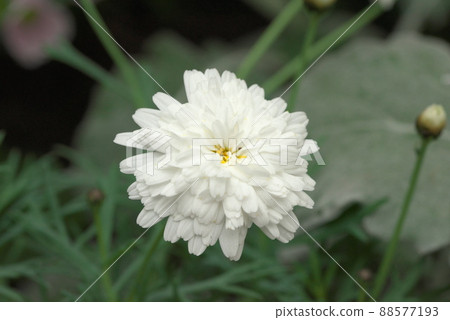 Margaret White Double-flowered 88577193