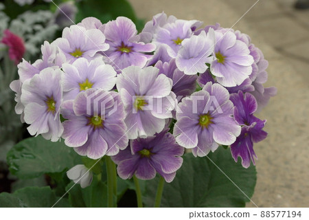 Primula of Konica Utsuri Purple 88577194