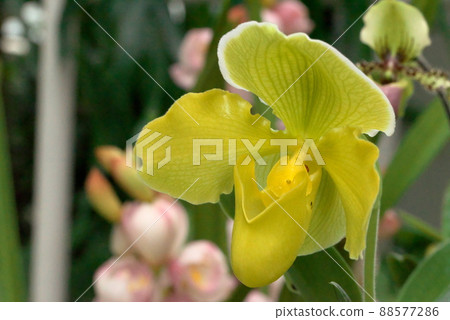 Paphiopedilum Paphiopedilum Paphiopedilum Paphiopedilum 88577286