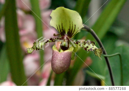Paphiopedilum Paphiopedilum Paphiopedilum Paphiopedilum 88577288