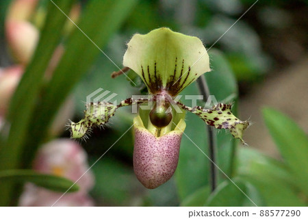 兜蘭兜蘭 兜蘭兜蘭 88577290