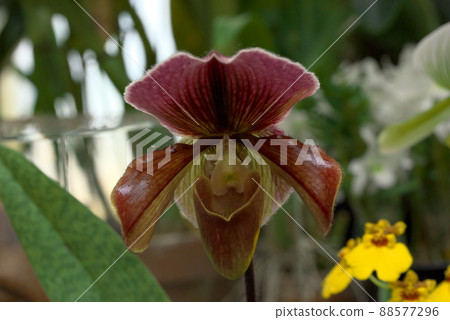 Paphiopedilum Paphiopedilum 88577296