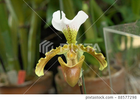 Paphiopedilum Paphiopedilum 88577298