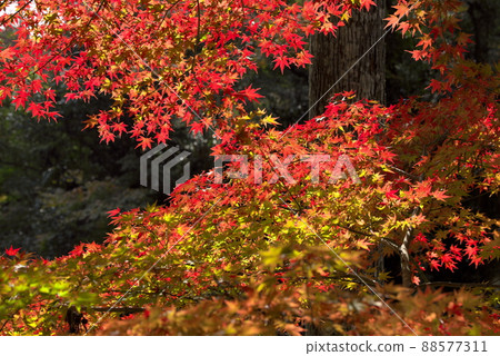加深秋葉紅葉 加深秋葉紅葉 88577311