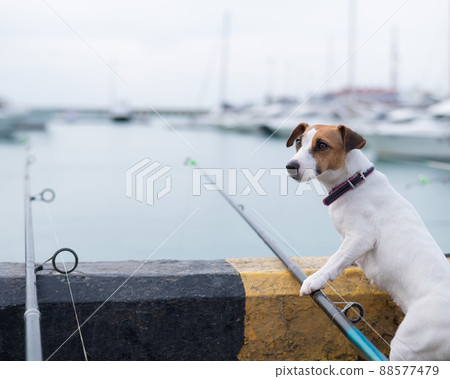 Jack Russell Terrier dog sitting with a fishing rod near the harbor.  88577479