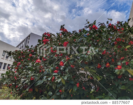 camellia tree camellia tree 88577607