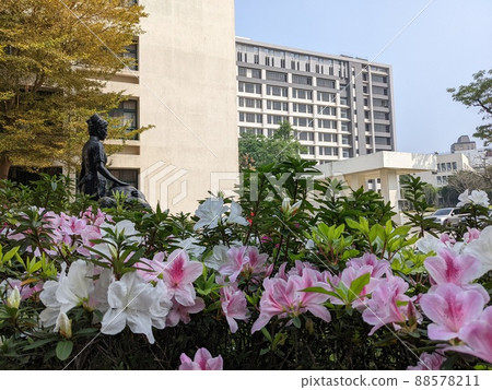 杜鵑花 灌木 護理 南丁格爾 88578211