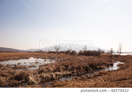 Lake overgrown with reeds Lake overgrown with reeds 88578422