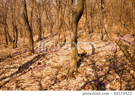 Glade of blooming crocuses in a sunny forest Glade of blooming crocuses in a sunny forest 88578423