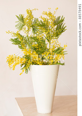 Vase with mimosa on the table Vase with mimosa on the table 88578491