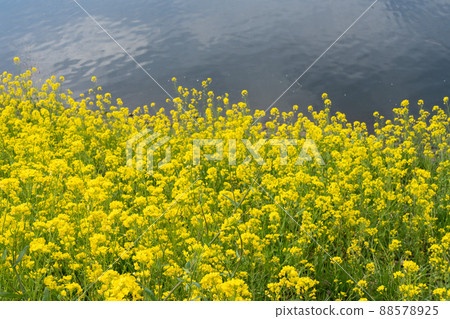 油菜花和水 88578925