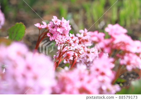 雪下的粉紅色喜馬拉雅山（喜馬拉雅虎耳草） 88579173