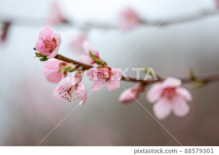 Peach branch blooms in spring. Peach branch blooms in spring. 88579301