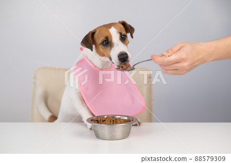 A woman feeds her pet dry food from a spoon. Dog jack russell terrier at the dining table in a bib.  A woman feeds her pet dry food from a spoon. Dog jack russell terrier at the dining table in a bib.  88579309