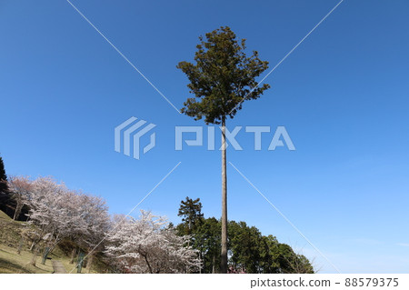 春天在藍天的樹上 88579375
