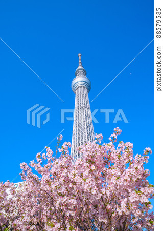 Tokyo cityscape of Japan Overlooking the Tokyo Sky Tree and Gotemba cherry blossoms that shine in the blue sky 88579585