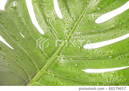 Monstera summer leaf. Tropic palm flora. Jungle rainforest exotic shape 88579657