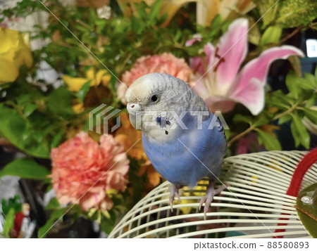 藍鳥虎皮鸚鵡花背景 88580893