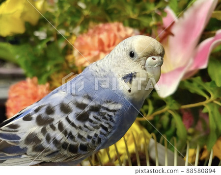 藍鳥虎皮鸚鵡側身花背景 88580894