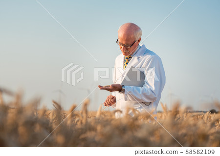 Researcher doing field test on new kinds of grain and wheat 88582109
