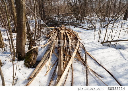 logging waste in the forest in winter, tree bark logging waste in the forest in winter, tree bark 88582214