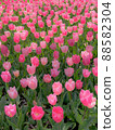 Churippu field 88582304