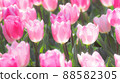 Churippu field 88582305