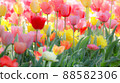 Churippu field 88582306