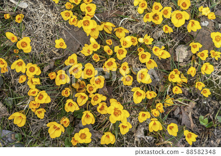 Top view blooming yellow crocuses. Bright carpet of first spring flowers in forest meadow. Spring concept Top view blooming yellow crocuses. Bright carpet of first spring flowers in forest meadow. Spring concept 88582348