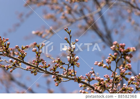 Very beautiful Japanese cherry blossoms Very beautiful Japanese cherry blossoms 88582368