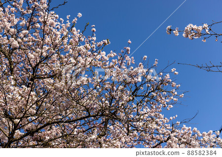 Very beautiful Japanese cherry blossoms Very beautiful Japanese cherry blossoms 88582384
