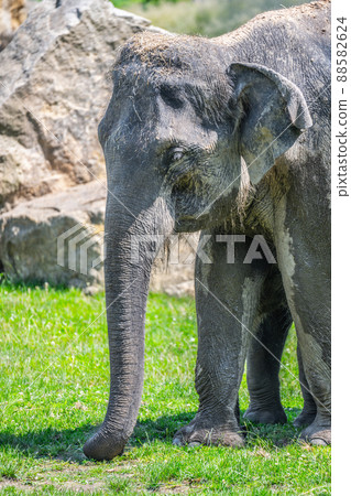 Indian elephant in the zoo Indian elephant in the zoo 88582624