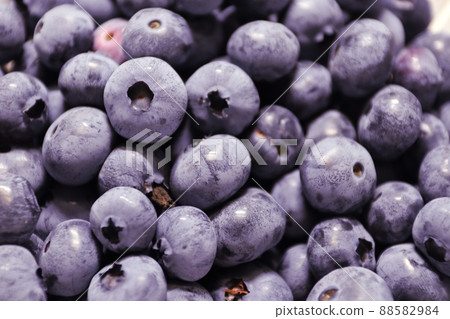 Blueberries have grown. Purple looks very fresh and delicious. Blueberries have grown. Purple looks very fresh and delicious. 88582984