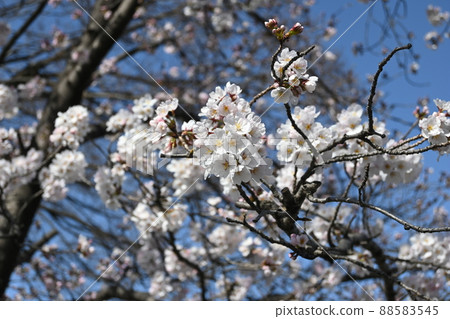 [櫻花風光]櫻花花瓣 88583545
