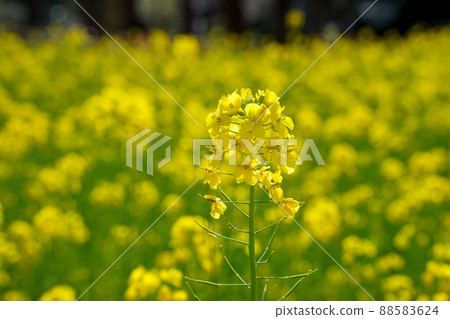 Rape blossoms in full bloom at Hamarikyu 88583624