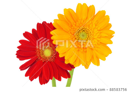 [非洲菊]（深度合成） 88583756