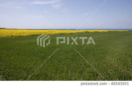 The wave of the green barley field fluttering in the steep spring wind The wave of the green barley field fluttering in the steep spring wind 88583931