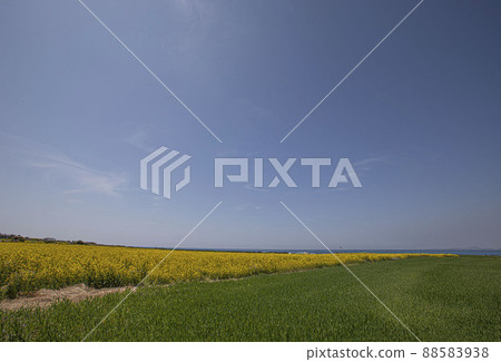 The wave of the green barley field fluttering in the steep spring wind The wave of the green barley field fluttering in the steep spring wind 88583938