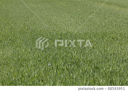 The wave of the green barley field fluttering in the steep spring wind 88583951