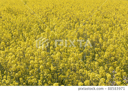Gapado, Jeju Island Waves of yellow rape blossoms dancing in the spring breeze Gapado, Jeju Island Waves of yellow rape blossoms dancing in the spring breeze 88583971