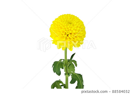 [Ping Pong Mum（菊花）]（深度合成） 88584032