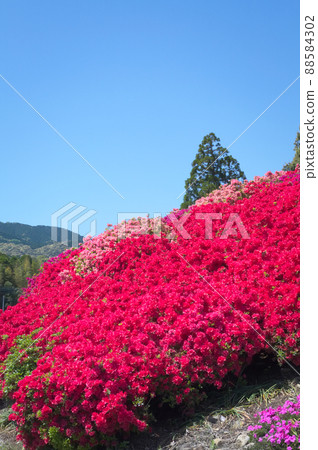 Colorful azalea hills 88584302