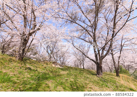 Cherry blossoms in full bloom at Naegisakura Park 88584322
