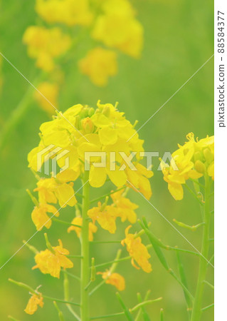 強姦開花 強姦開花 88584377